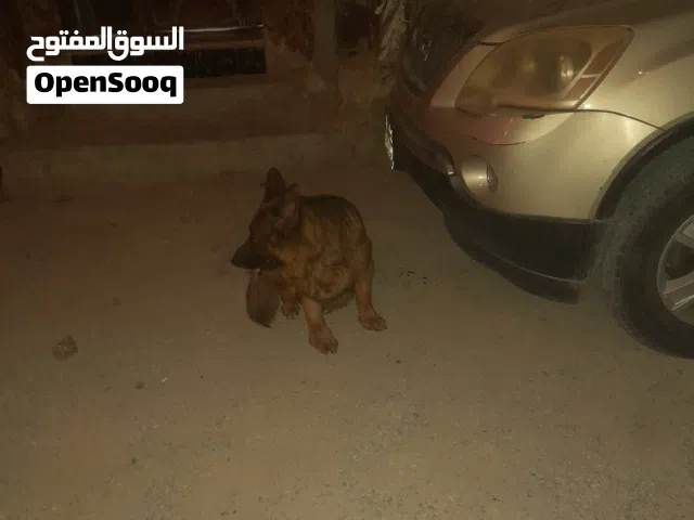 كستم لنق هير1500