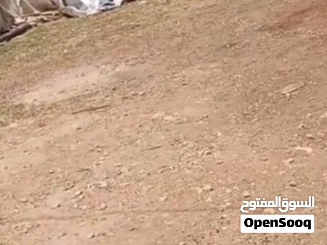 ارض فارغة للبيع