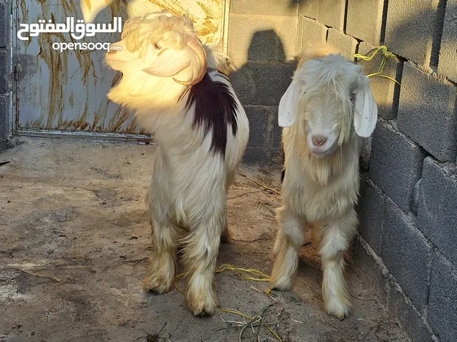 جدي وشاه معرفات من الحلال الرحبي الاصيل