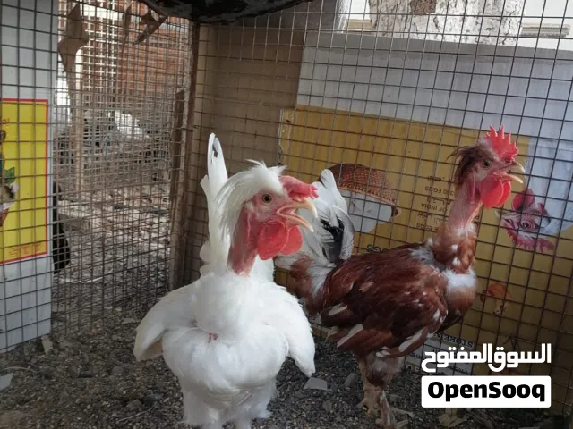 للبيع دياكه ابو عنيق وديك براهما