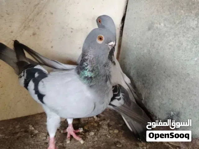 حمام للبيع