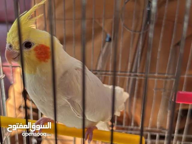طائر كوكتيل