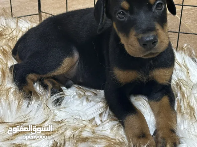 Doberman puppy