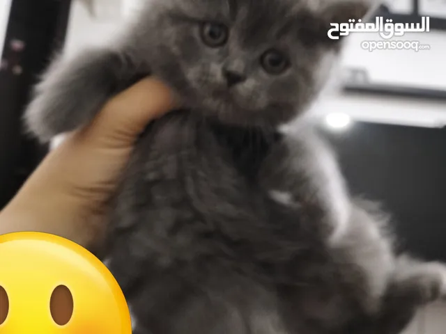 قطط سكوتش بيور  فولد وسكوتش ستريت للبيع
