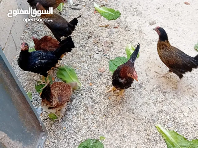 دجاج بلدي للبيع صحه عاليه ماخذ كل المطاعيم 4دجاج و ثلاث ديوك
