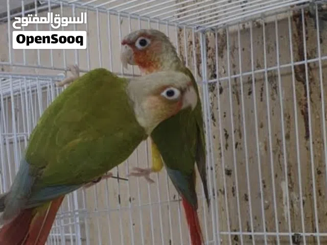 مطلوب زوج دره و كنيور بكل الألوان