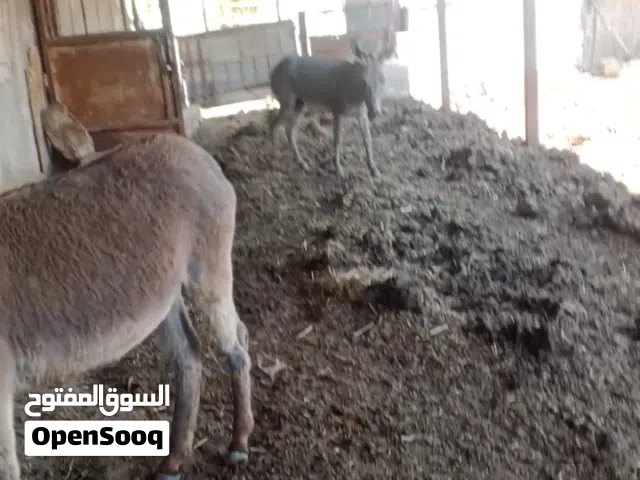 جحاش اثنين للبيع سعر حرق