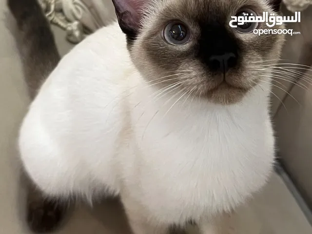 Siamese cat for adoption her age is 5 months قطه سياميه للتبني العمر خمس شهور