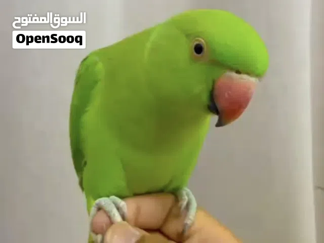 للبيع وليس للبدل دره خضره