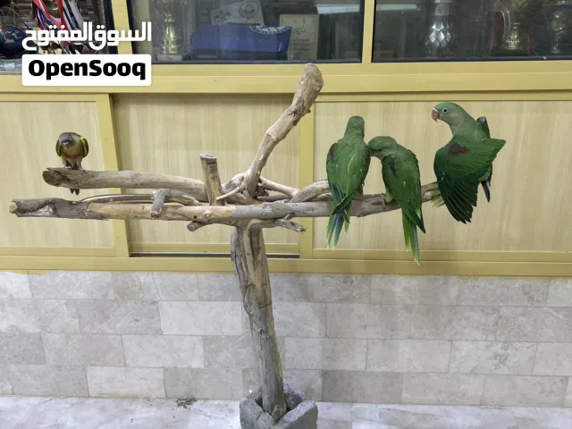 فروخ نيبالي حجم سوبر كابو