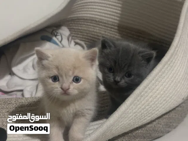 Gorgeous British Shorthair Kittens Available
