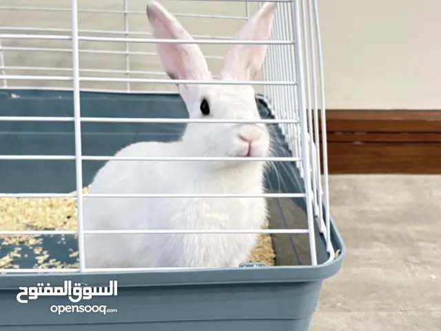 Selling a Dwarf Rex Mix Rabbit