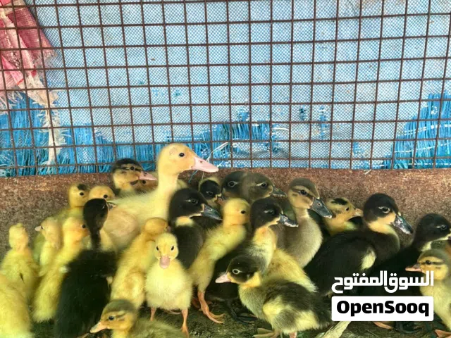 بط صغار للبيع