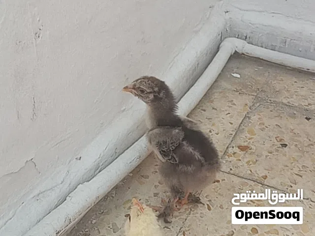 زوز كتاكيت عمر شهر واحد براهمة العملاق واحد استرالي بسم الله مشاء الله