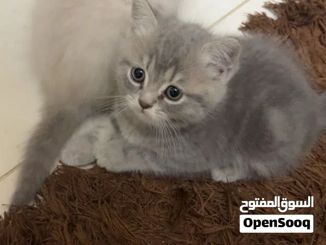 قطط هملايا مكس بريتش
