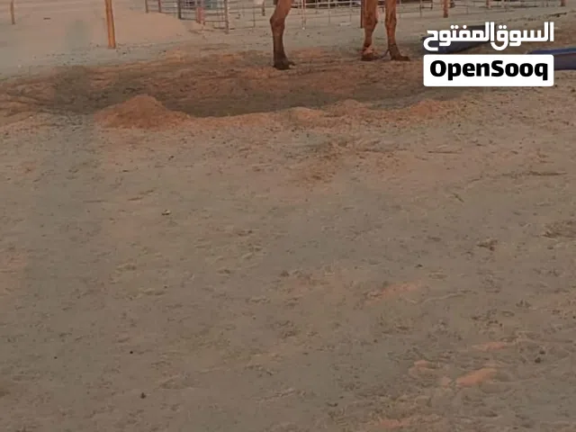 فحل للبيع ...