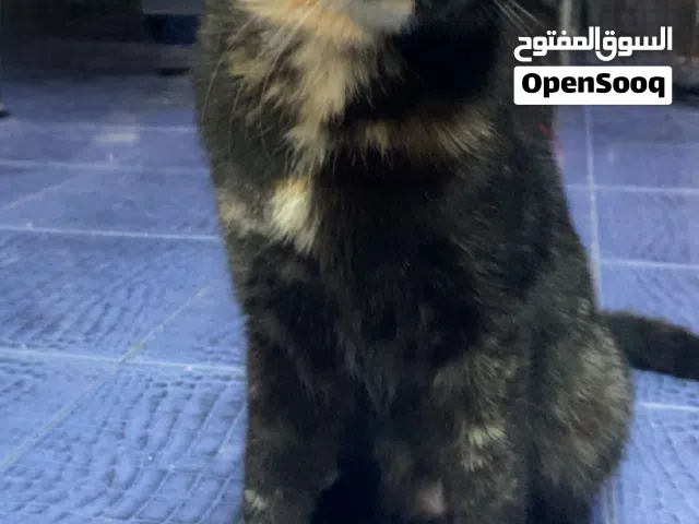 قط حق تبني عمره تسع شهور و جنس انثى :