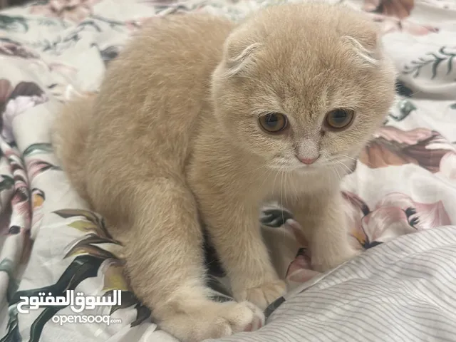 للبيع قطو تكوتش مع جوازه وتطعيم