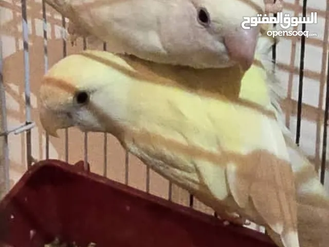 كوبيا بركاديلو اقرا الوصف