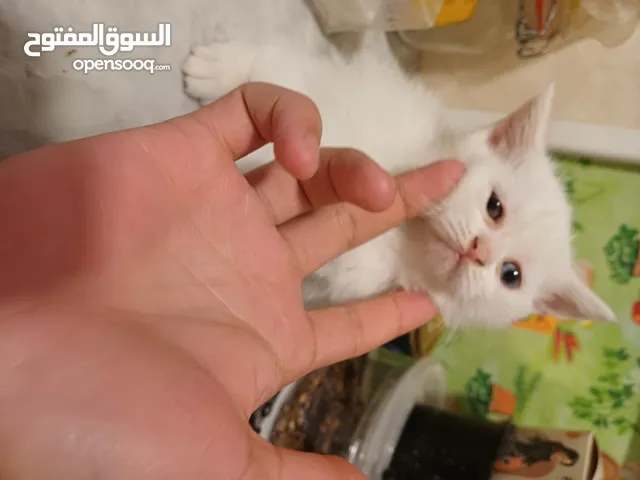 قط ابيص ميكس شيرازي و شكوتش للبيع