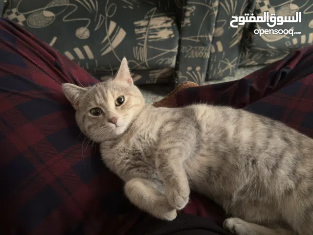 قطة للتبني عمرها 7 شهور مطعمة الثلاث تطعيمات