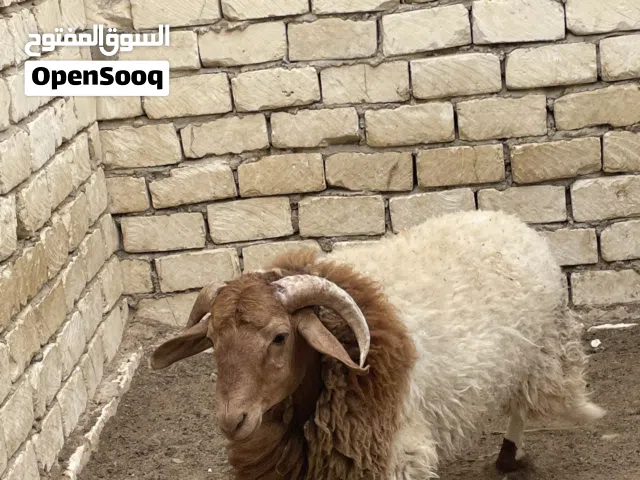للبيع للجادين فقط
