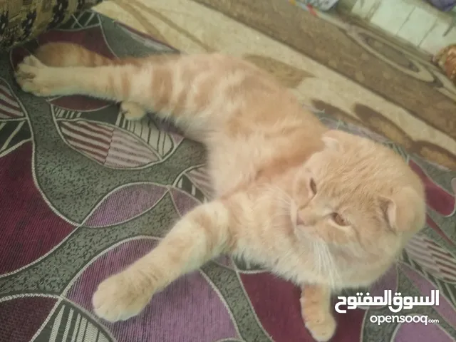 قط للبيع ذكر الون بني للبيع بسعر مغري جدا 40