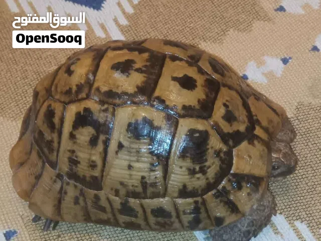 سلاحف بريه للييع