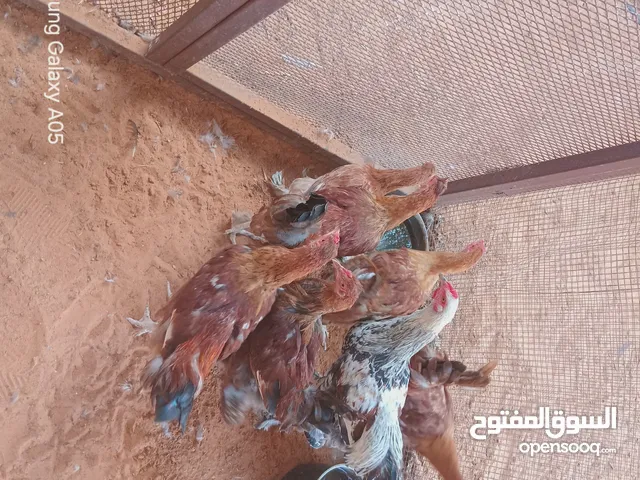 فروج عربى الله  يبارك