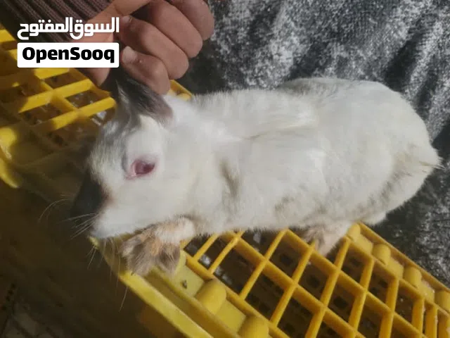 متوفر لدينا ارانب احجام متنوعه وحسب الطلب نوفر  صحه ممتازة ومضمونة جدا وعلى الشرط وأسعارنا مضنونه.