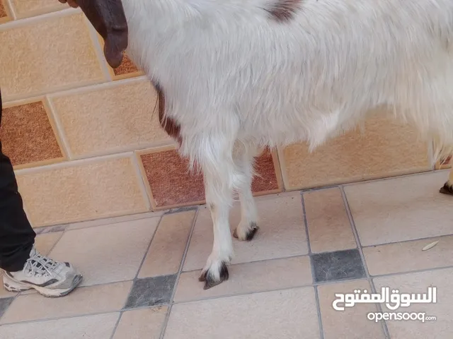 بسم الله ماشاء الله ثنية كل جال ثلاث حبات اول ولده عشار ثلاث شهور فحص جهاز