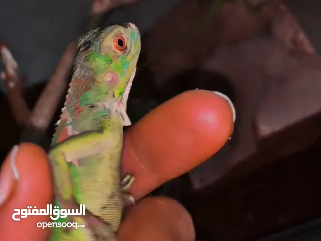 للبيع اغوانا اليفة