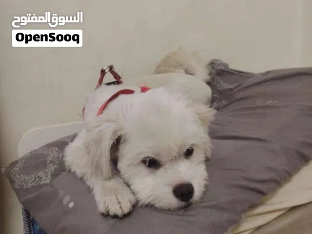 نثيى مالتير للبيع