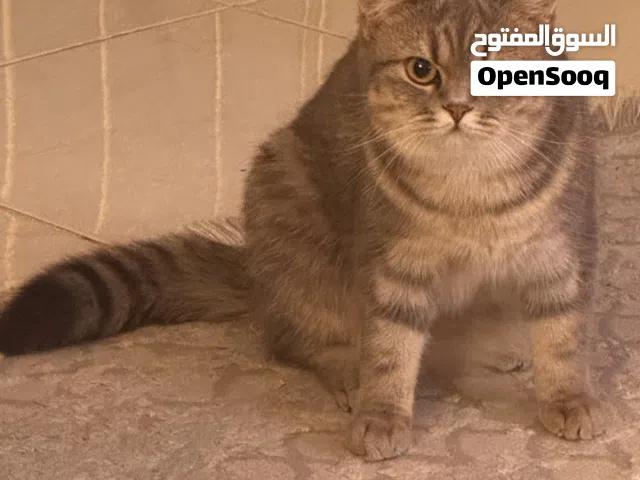 قطة للتبني