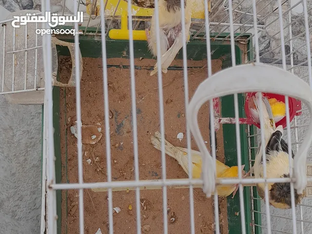 السلام عليكم كوبيه كناري مفرخه