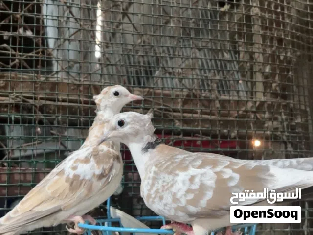 البيع (حمام يا كريم) ع السوم منتجين