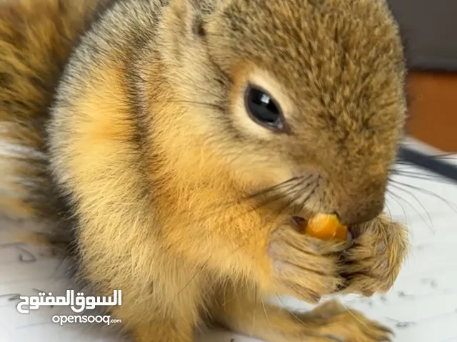سنجاب للبيع مع كامل اغراضه