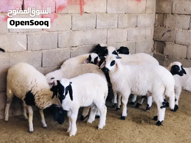 السلام عليكم 10خرفان وفطيمه