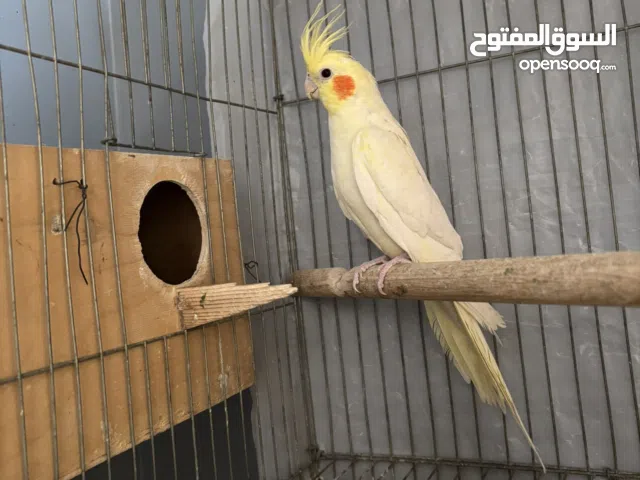 دكر كوكتيل لاتيني