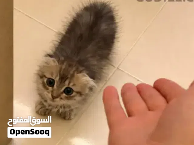 قطة أنثى بيعة سريعة