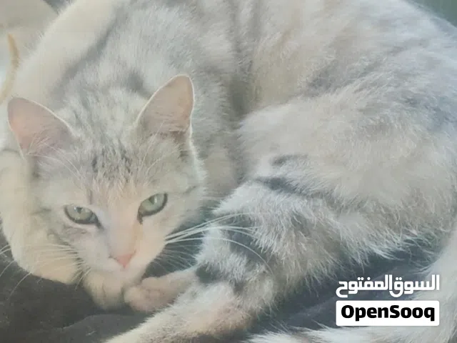 قطه جميله وهائه للليع