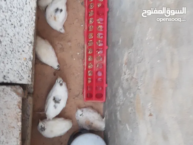 سمان بسبع دينار