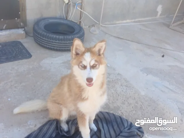 كلب هاسكي الاسكا درجة أولى العمر السعر حرررررق