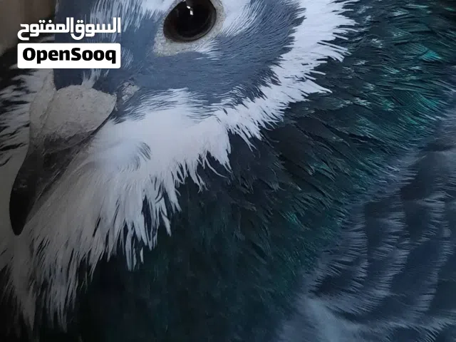 متاح 12 طير طيور حمام للبيع