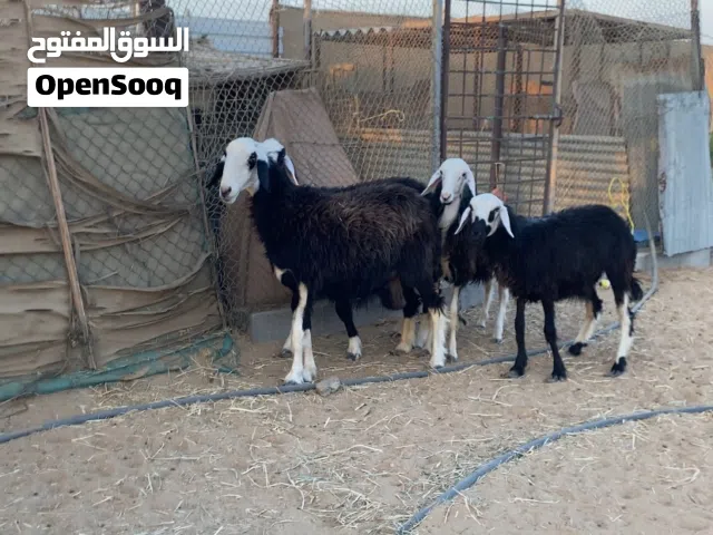 جعد للتربيه و حملات ذبايح