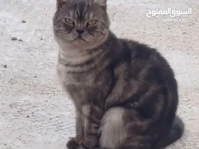 قط بريتش قصير الشعر للبيع