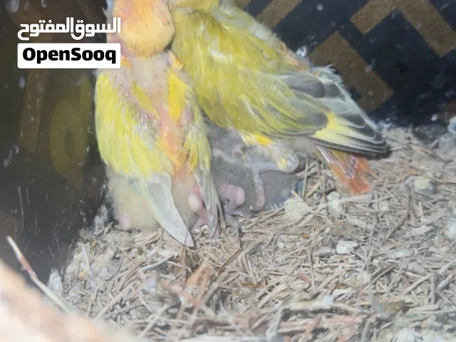 للبيع روز وفشر وفروخ