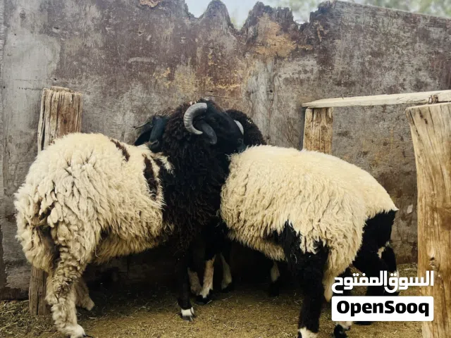 ثلاث أضحى عيد للبيع حاجه نضيفه