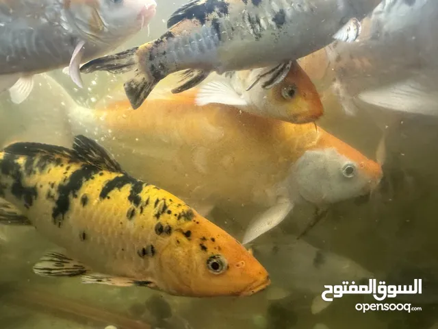 Aquarium Fish