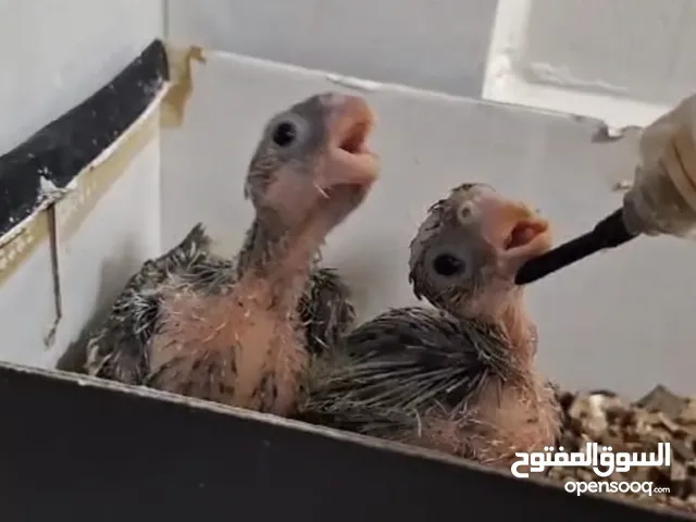 كوكتيل cockatiel chicks